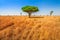 Acacia tree in Serengeti