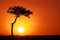 Acacia tree and the setting sun in the Masai Mara