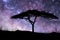 Acacia Tree standing silhouetted against the Milky Way