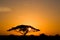 Acacia Tree at Sunrise