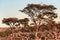 Acacia tree at sunset