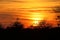 Acacia tree at sunset, Botswana