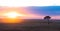 Acacia tree at sunset, Masai Mara