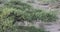 Acacia tree tops, Serengeti