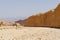 Acacia tree trunk in the desert near Eilat, Israel