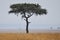 Acacia tree with vultures