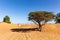 Acacia tree and wild ghaf trees on a sandy desert in Al Madam buried ghost village in United Arab Emirates, tire tracks on sand