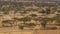 Acacia trees at Abjatta-Shalla national park