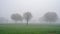 Acacia trees in farmland in Sussex. Fog in agriculture wheat field at India. Its shows environment