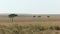 Acacia trees and grassy plains in masai mara game reserve