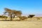 Acacia trees and landscape of Arava Stream and Edom Mountains