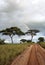 Acacia trees with rainbow