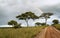 Acacia trees with rainbow