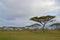 Acacia trees on the Serengeti savannah