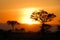 Acacia trees at sunset, Tarangire National Park, Tanzania