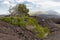 Acacia in volcanic landscape, Lanzarote, Spain