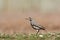 Acacialijster, Groundscraper Thrush, Psophocichla litsitsirupa