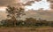Acacias of kenya