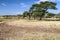 Acacias in the serengeti