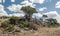 Acacias in the serengeti