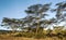 Acacias in the serengeti