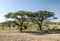 Acacias in the serengeti