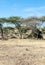 Acacias in the serengeti in vertical