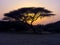 Acacias Tree during sunset in Djibouti