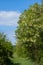 Acacias trees on the meadow at springtime