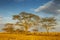 Acacias Vachellia tree at sunrise in Serengeti National Park, Tanzania