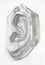 academic drawing - hand-drawn male ear shape