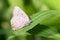 Acadian Hairstreak Butterfly at Taylor Creek Park