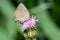 Acadian Hairstreak - Satyrium acadica