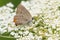 Acadian Hairstreak - Satyrium acadica