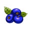 Acai berries icon