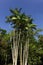 Acai palm against blue sky