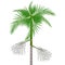 Acai palm tree with berries on a white background.