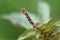 Acalypha australis ( Australian acalypha ) flowers.