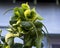 Acalypha a genus of flowering plants in the family Euphorbiaceae.