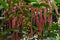Acalypha hispida