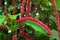 Acalypha hispida flower