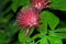 Acalypha hispida in Japanese arboretum.