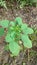 Acalypha Indica,Indian Copper leaf, kuppi, in hindi ,Muktsjhuri in Bengali, harit madhuri,  a medicinal plant. Ã¹y