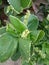 Acalypha wilkesiana, common names copperleaf and Jacobâ€™s coat, evergreen  closely arranged crown, erect stem many branches.