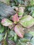 The Acalypha wilkesiana plant, common names copperleaf and Jacob\'s mantle