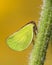 Acanaloniid Planthopper on a plant stem