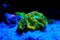Acanthastrea lordhowensis LPS coral in reef aquarium