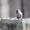 Acanthis flammea, Redpoll.