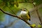 Acanthisitta chloris - Rifleman - titipounamu female - endemic bird from New Zealand, small insectivorous passerine bird that is