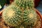 Acanthocalycium violaceum cactus plant